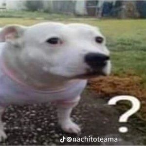 Meet your Posher, Dylan